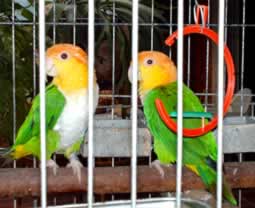 Cría  de  aves: una experiencia para volar