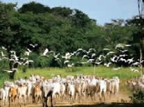 Nuestros Llanos