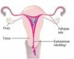 Como habla mi cuerpo de fertilidad