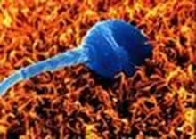 Un nuevo método de selección de espermatozoides para tratamientos de Reproducción Asistida, (PICSI)