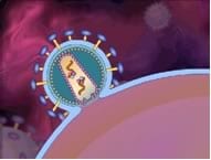 Hallado un gen que influye en la producción de anticuerpos anti-VIH