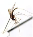 Desvelan el genoma completo de uno de los parásitos causantes de la Malaria