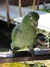Muesca, se le ven las patas al perico