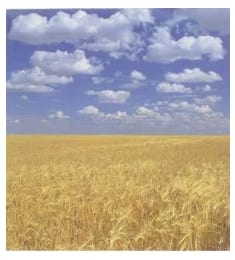 Estados Unidos calcula que la cosecha mundial de trigo se situará en 659 millones de toneladas, un 3,3% menos que en 2008