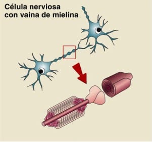 El secreto del talento está en la Mielina