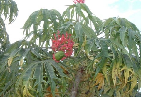 Jatropha, ¿el biodiésel del futuro?