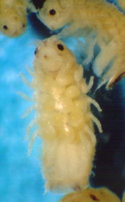 Biocombustibles de termitas de mar