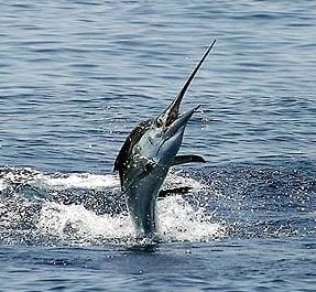 Clásico 51° Aniversario de Aguja Azul: Pesca de Altura en Playa Grande Yachting Club