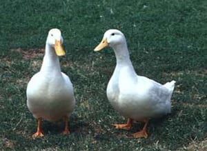 “Los patos hacen bulla – Las águilas vuelan”