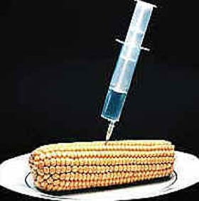 Que son los alimentos transgénicos