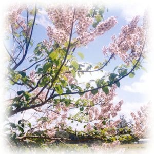 Luz de Primavera