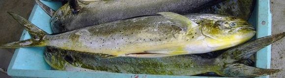 La lampuga: nueva especie de pescado