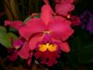 II Exposición Nacional de Orquídeas en la Torre BOD-Corp Banca
