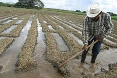 Venezuela: un drama agroalimentario