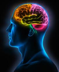 Taller  Estructuras Cerebrales en Caracas el 12 de noviembre de 2011