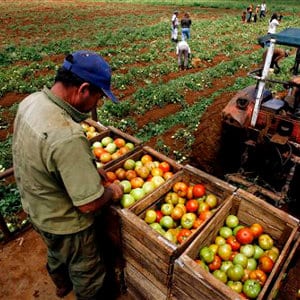 El Gobierno acumula Errores  Agrarios
