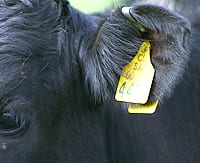 Ventajas de la identificación electrónica y visual para el ganado colombiano