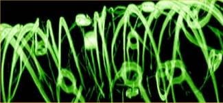Hacen crecer tejidos vivos equipados con sensores electrónicos nanométricos