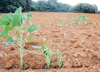Las Exportaciones Agrícolas de Venezuela, de Argentina y de Brasil