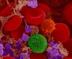 ¿Qué son los Neuropéptidos?