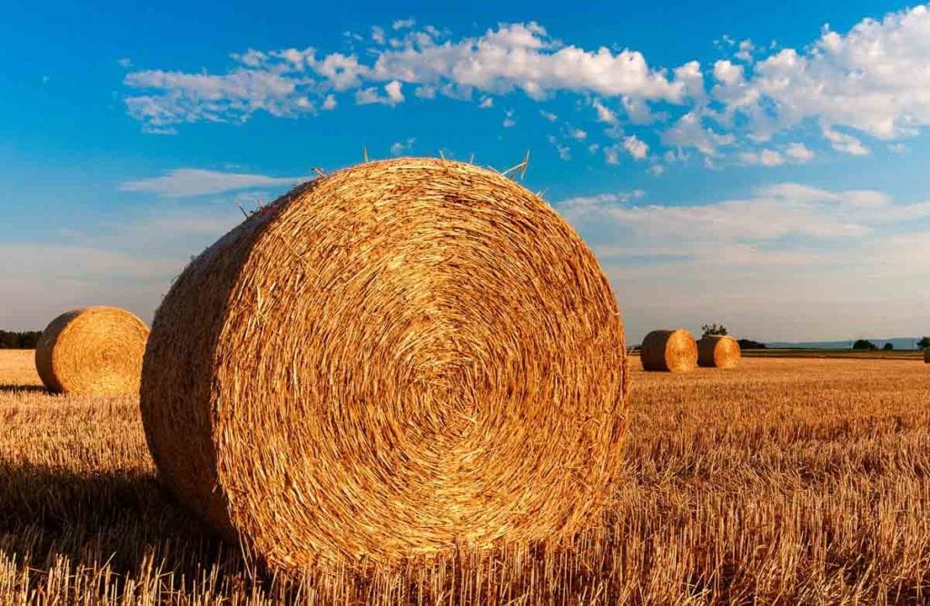FAO: Desarrollo agrícola es clave para el crecimiento económico
