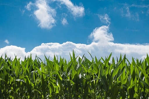La agricultura requerida