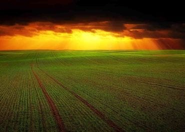 campo economia