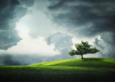 arbol paisaje clima