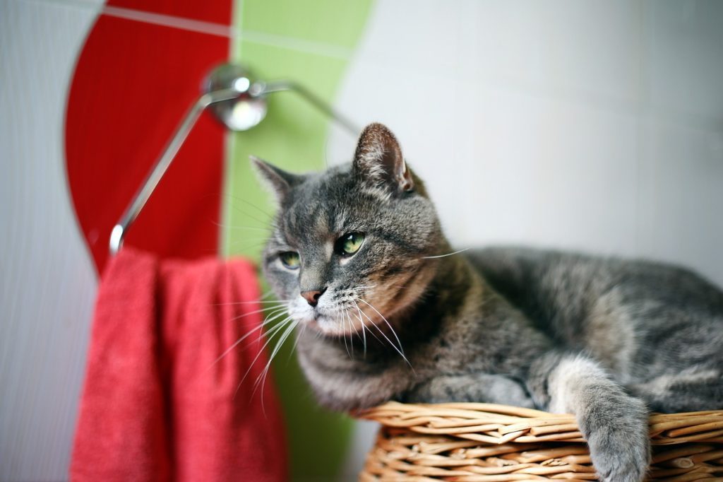 LAS CINCO PATAS DEL GATO