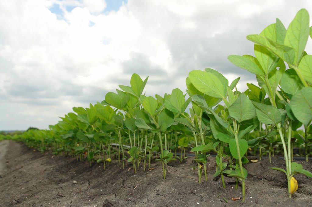 Impulsarán producción de soya en Monagas, Anzoátegui y Bolívar
