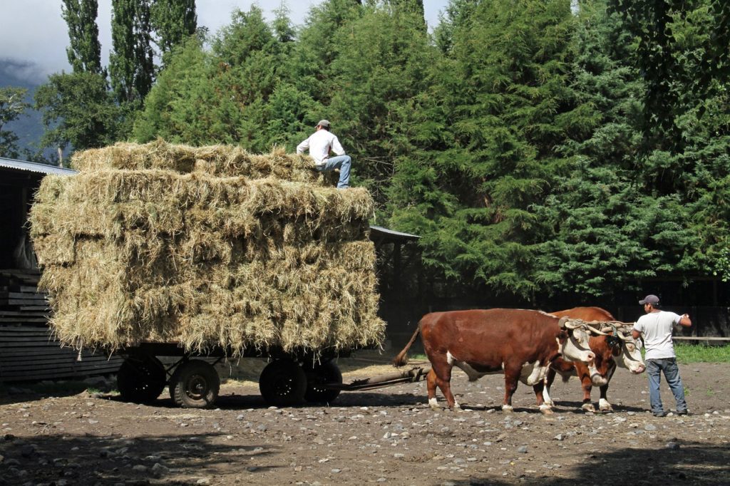 Datos y dudas sobre la situación de la agricultura chilena.