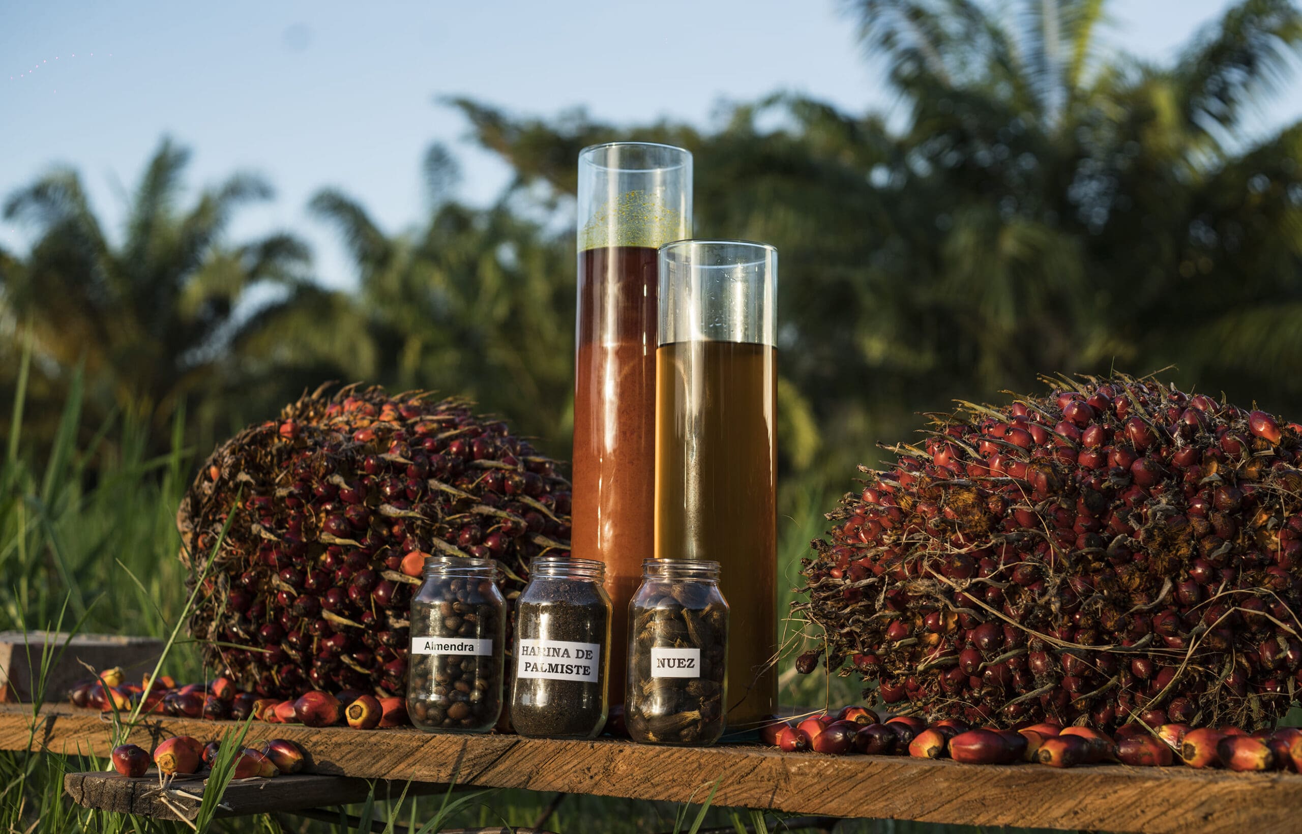 Producir aceite de palma tiene su ciencia